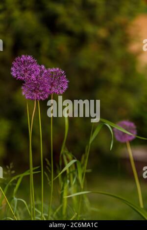 Allium sort Mercurius: decorative onion blooms in the flower garden Stock Photo