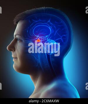 3d rendering medical illustration of a male Brain anatomy PITUITARY GLAND - cross section Stock Photo