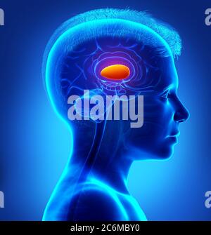 Illustration Of Midbrain Anatomy Stock Photo - Alamy