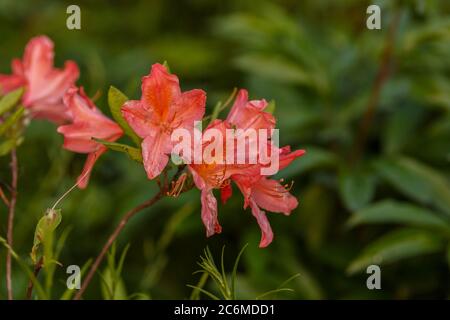 Pretty Rhododendron blooming in the garden soft focus Stock Photo