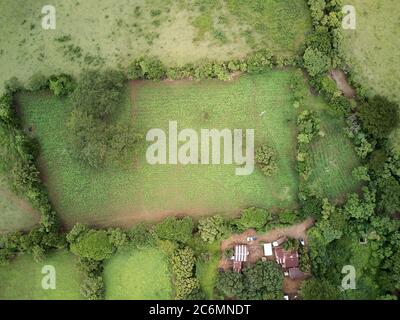 Big green farm field above top view in Central america Stock Photo