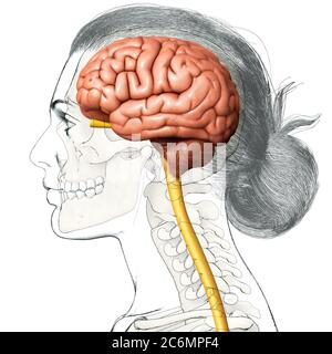 3d rendered illustration - female brain Stock Photo - Alamy