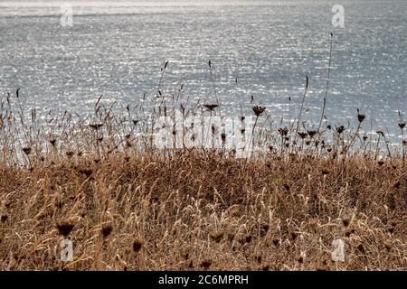 Dry Queen Anne's Lace plants on a cliff edge on the Isle of Wight Stock Photo