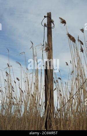 Old broken wooden electric pole in dry reed grass on a blue cloudy sky background Stock Photo