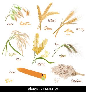 Cereal Plants vector icons illustrations. Oats wheat barley rye millet rice sorghum corn set Stock Vector