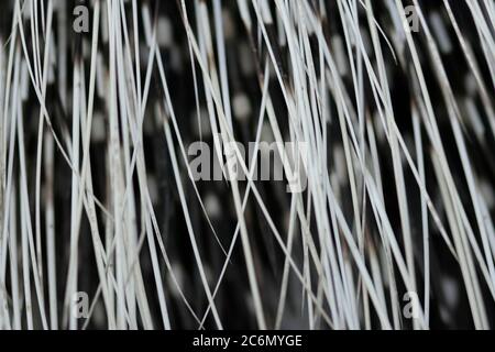 Porcupine Quills - Extreme Macro Close Up Shot Stock Photo