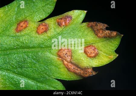 Leaf spot (Septoria apiicola) lesions on flat leaf of continental parsley (Petroselinum crispum) Stock Photo