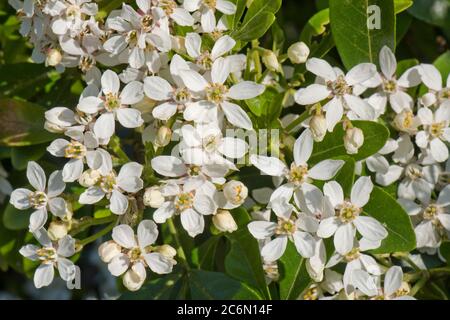 Mexican orange blossom (Choisya ternata) white scented flowers on an ornamental garden shrub in spring, Berkshire, May Stock Photo