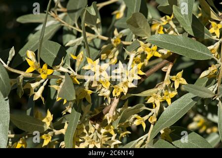 Elaeagnus angustifolia 'Quicksilver' yellow, fragrant, star-shaped flowers on and ornamental shrub with grey green leaves, Berkshire, May Stock Photo