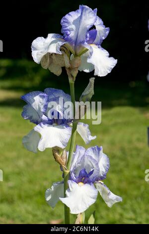 Iris 'Snow Tracery', blue white and yellow flowers on a tall bearded iris on a garden perennial plant with underground rhizomes. May Stock Photo