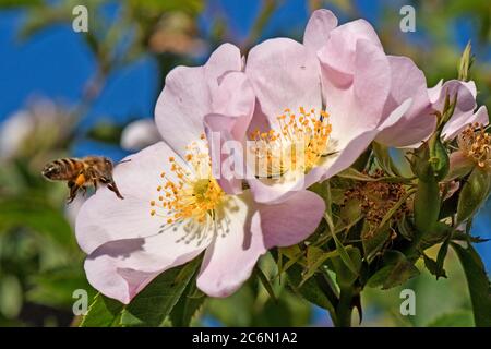 A honey bee (Apis mellifera) visiting a pink flower of a dog rose (Rosa canina) on a bright spring with yellow anthers, Berkshire, May Stock Photo
