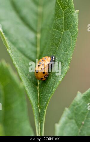 Pupa of a seven-spot ladybird (Coccinella septempunctata) on a leaf, June Stock Photo