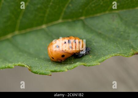Pupa of a seven-spot ladybird (Coccinella septempunctata) on a leaf, June Stock Photo