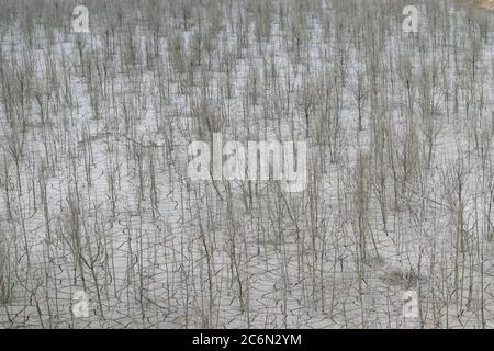 Great view of a completely dry natural area with cracks in the ground and many dead trees. Stock Photo