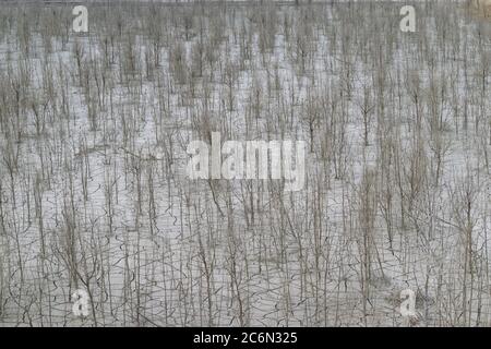 Great view of a completely dry natural area with cracks in the ground and many dead trees. Stock Photo
