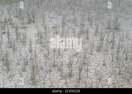 Great view of a completely dry natural area with cracks in the ground and many dead trees. Stock Photo