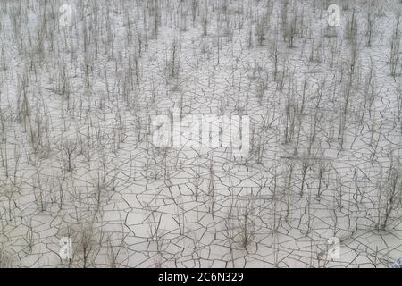 Great view of a completely dry natural area with cracks in the ground and many dead trees. Stock Photo