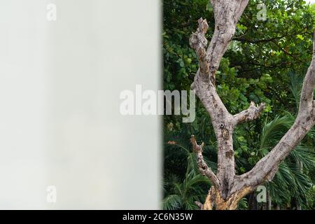 Tree garden in blur wall home background. Stock Photo