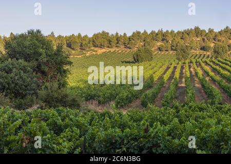 A vineyard in a pine forest in the Judea mountains, near Jerusalem, Israel on a clear, sunny day. Stock Photo