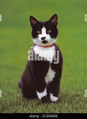 4/6/1993 - Photograph of Socks the Cat Sitting in Grass Stock Photo