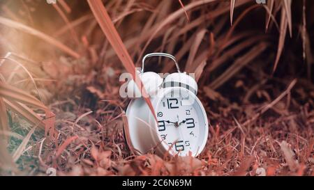 White alarm clock among pink or red grass, perfect background forest Time Concept Stock Photo