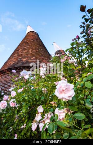 Pink Rose bush in front of a traditional Oast house in the East Kent village of Ickham. Stock Photo