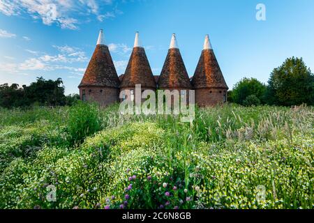 Wildflowers grow in front of a four-round kiln oast house in the East Kent village of Ickham. Stock Photo