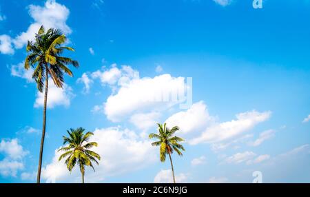 The palm trees on the background a sunny blue sky with the white clouds. Stock Photo