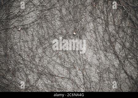 Gray textured wall covered by old dry ivy plant vines. Creepy Halloween dark background texture. Gray autumn nature backdrop. Stock Photo