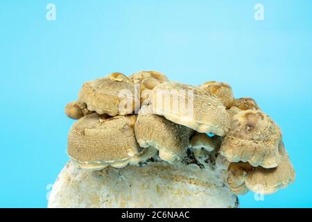 Shiitake Mushrooms on mycelium block.  It is considered a medicinal mushroom in some forms of traditional medicine Stock Photo