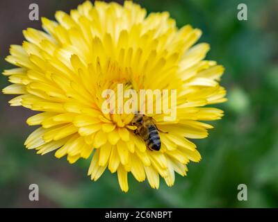 Close up of pot marigold yellow flower, Calendula officinalis Stock Photo