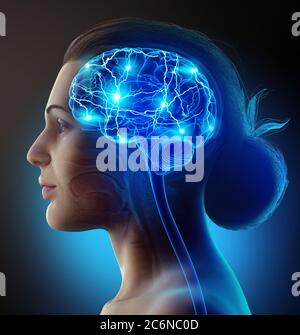 3d rendered illustration of the female brain Stock Photo - Alamy