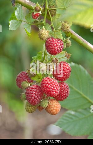 Himbeere Rubus idaeus Pokusa, Raspberry Rubus idaeus Pokusa Stock Photo