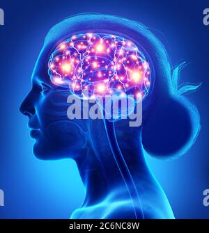 3d rendered, medically accurate illustration of a female active brain Stock Photo