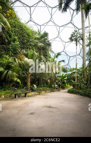 Sub tropical plants and trees inside the rainforest biome at the Eden project complex in Cornwall. Stock Photo