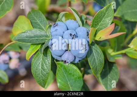 Heidelbeere Vaccinium corymbosum Blueray, Blueberry Vaccinium corymbosum Blueray Stock Photo