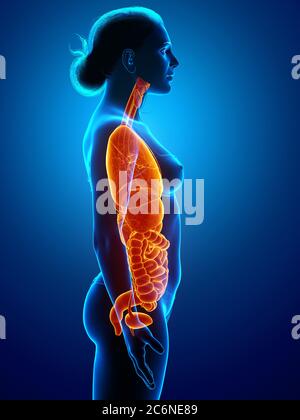 3d rendered medically accurate illustration of female  Internal organs Stock Photo