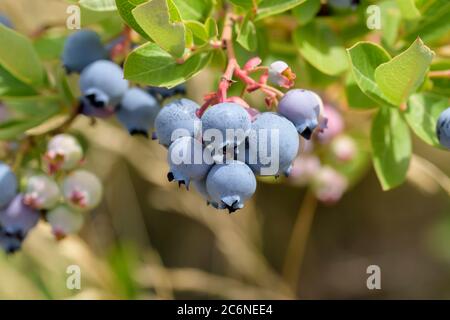 Heidelbeere Vaccinium corymbosum Hortblue Poppins, Blueberry Vaccinium corymbosum Hort Blue Poppins Stock Photo