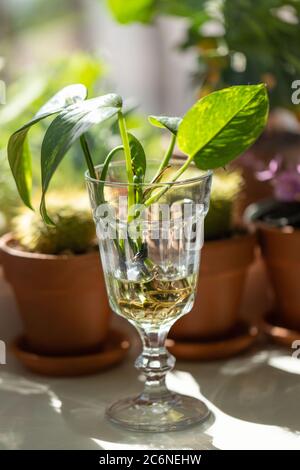 Young sprouts of Golden pothos / Epipremnum aureum with root in transparent wineglass and houseplants in terracotta clay plant pot on windowsill at ho Stock Photo