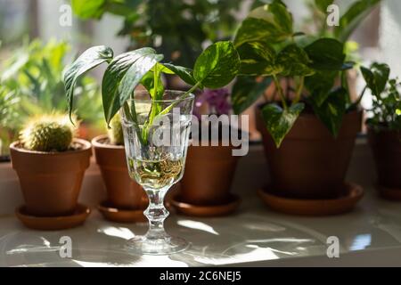 Young sprouts of Golden pothos / Epipremnum aureum with root in transparent wineglass and houseplants in terracotta clay plant pot on windowsill at ho Stock Photo