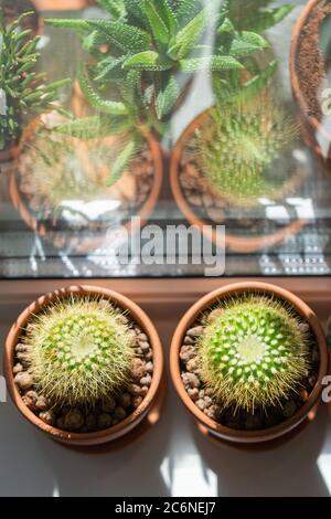 Top view of houseplant Mammillaria cactus in terracota clay pot on windowsill at home. Sun light. Indoor garden. Stock Photo