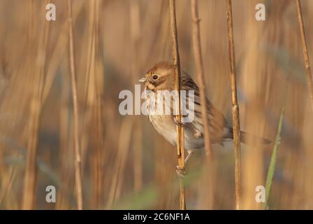 Reed bunting, Emberiza schoeniclus, female perched in reeds, Norfolk, Fen Stock Photo