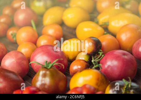 The harvest of assorted tomatoes. Beautiful ripe different varieties tomatoes. Colorful tomatoes background or texture. Stock Photo