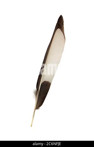 close view of black and white magpie feather on white background Stock Photo