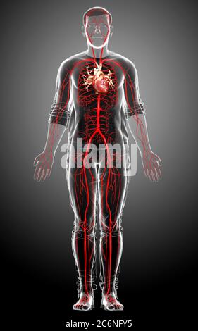 3d rendered illustration of the male skeleton Stock Photo - Alamy
