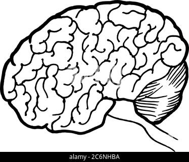 Linear hand drawn illustration of human brain for logotype or banner / design template Stock Vector