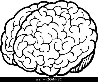 Linear hand drawn illustration of human brain for logotype or banner / design template Stock Vector