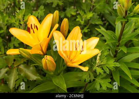 The Lily yellow blossom in garden on background green sheet. The Natural background with beautiful flower. Beauty in nature