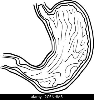 Contour vector outline drawing of human stomach organ. Medical design editable template Stock Vector