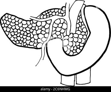 Pancreas. Realistic hand-drawn icon of human internal organs. Engraving